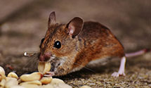24 Hour & Emergency Exterminators in Chrstn Brdcst Network, VA